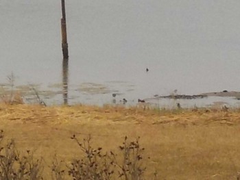 Marsh Sandpiper Osaka Nanko Bird Sanctuary Sun, 3/24/2024