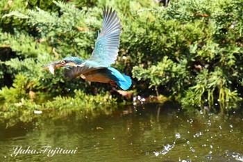 Common Kingfisher 長久保公園 藤沢市 Sun, 3/17/2024