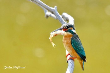 Common Kingfisher 長久保公園 藤沢市 Sun, 3/17/2024