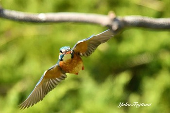 Common Kingfisher 長久保公園 藤沢市 Sun, 3/17/2024