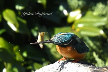 Common Kingfisher 長久保公園 藤沢市 Sun, 3/17/2024