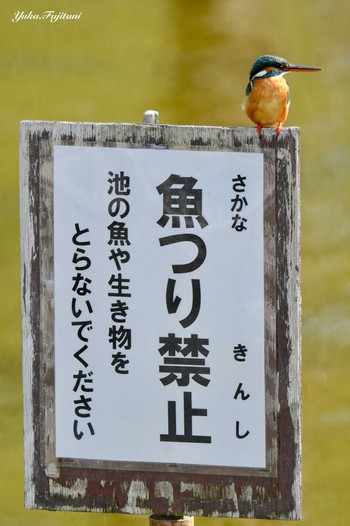 Common Kingfisher 長久保公園 藤沢市 Sun, 3/17/2024