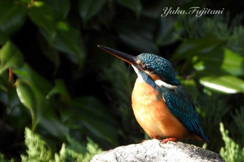 Common Kingfisher 長久保公園 藤沢市 Sun, 3/17/2024