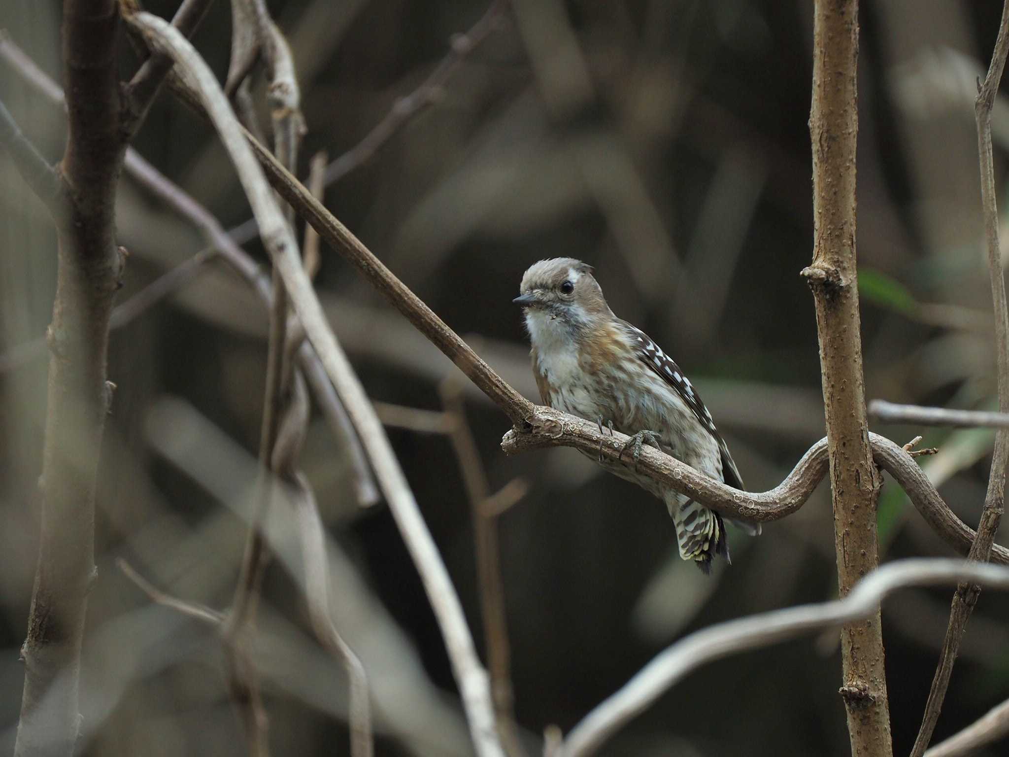 Japanese Pygmy Woodpecker