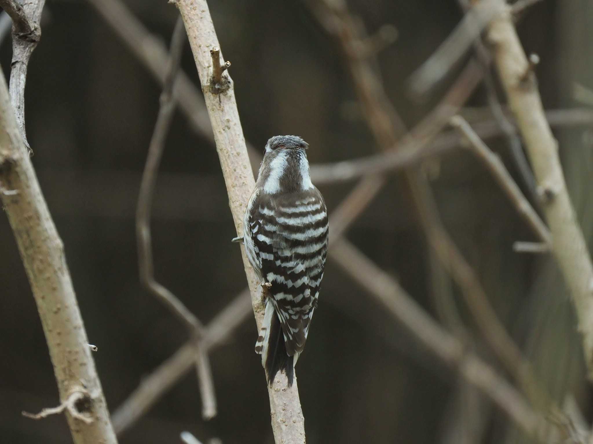 Japanese Pygmy Woodpecker