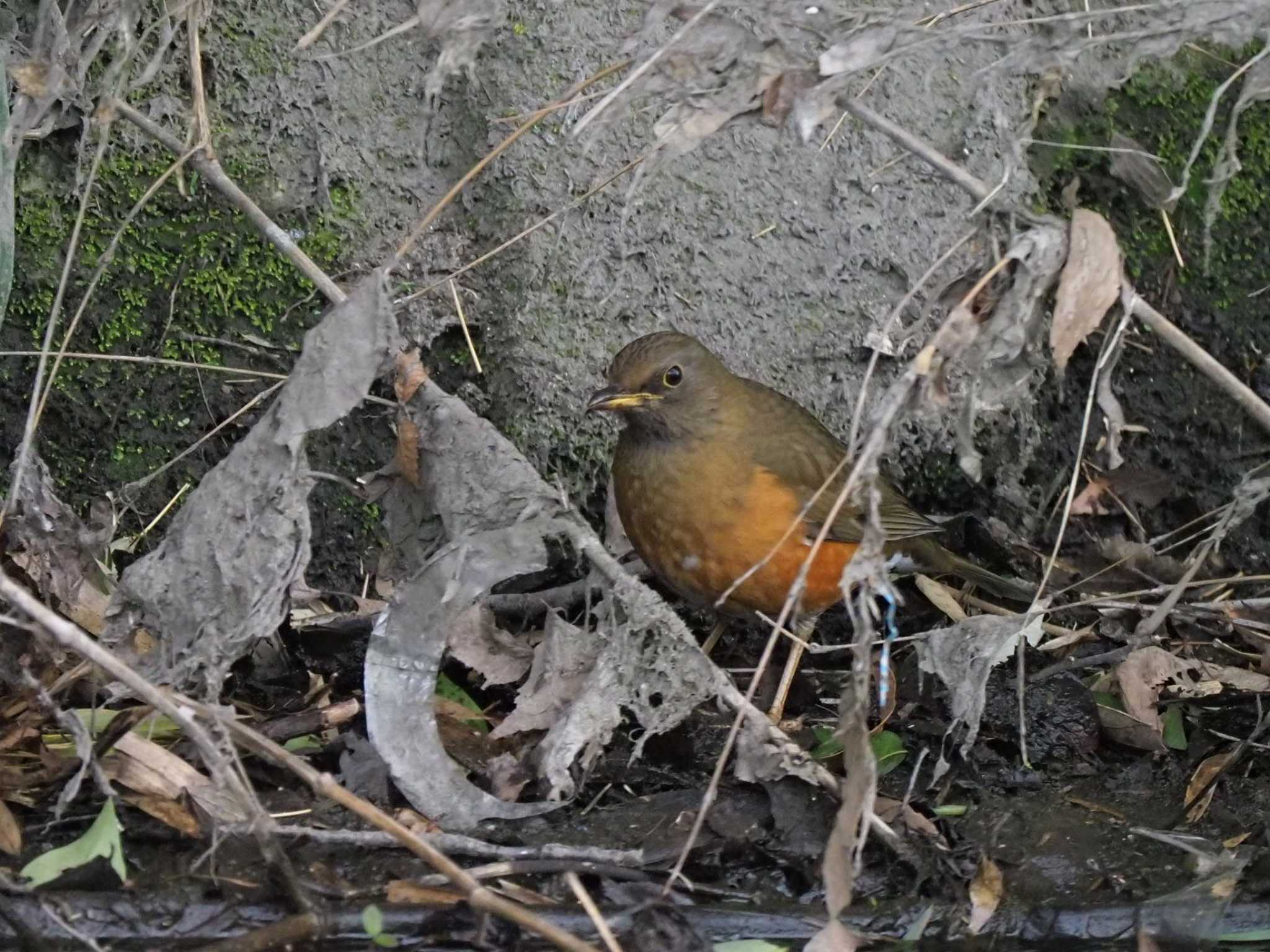 アカハラ