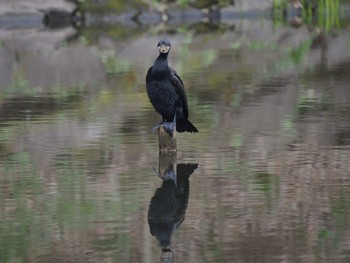 カワウ 泉の森公園 2024年3月24日(日)