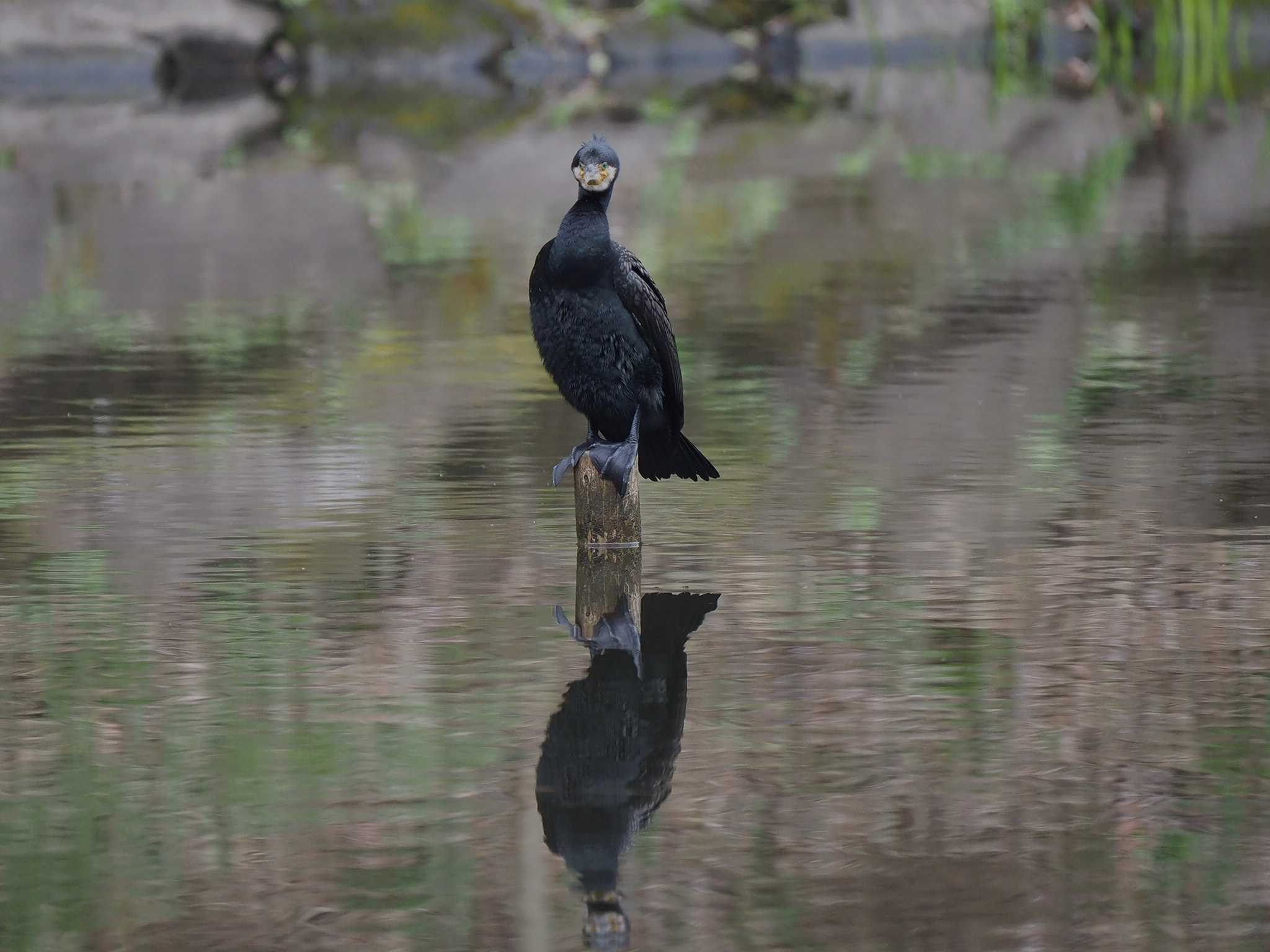 カワウ