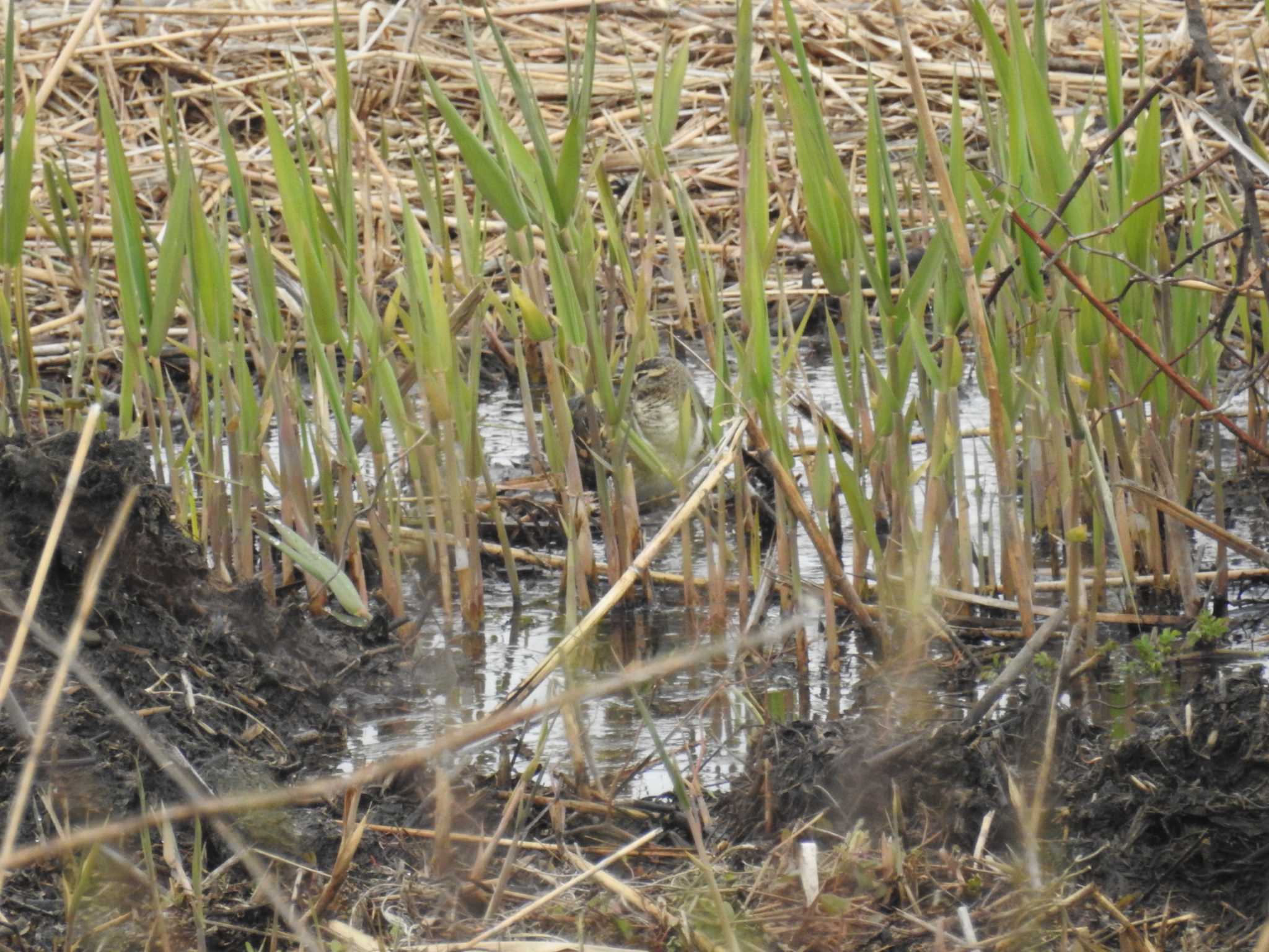 Photo of Greater Painted-snipe at 境川遊水地公園 by Kozakuraband