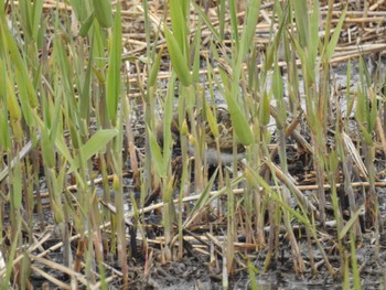 Greater Painted-snipe 境川遊水地公園 Sun, 3/24/2024