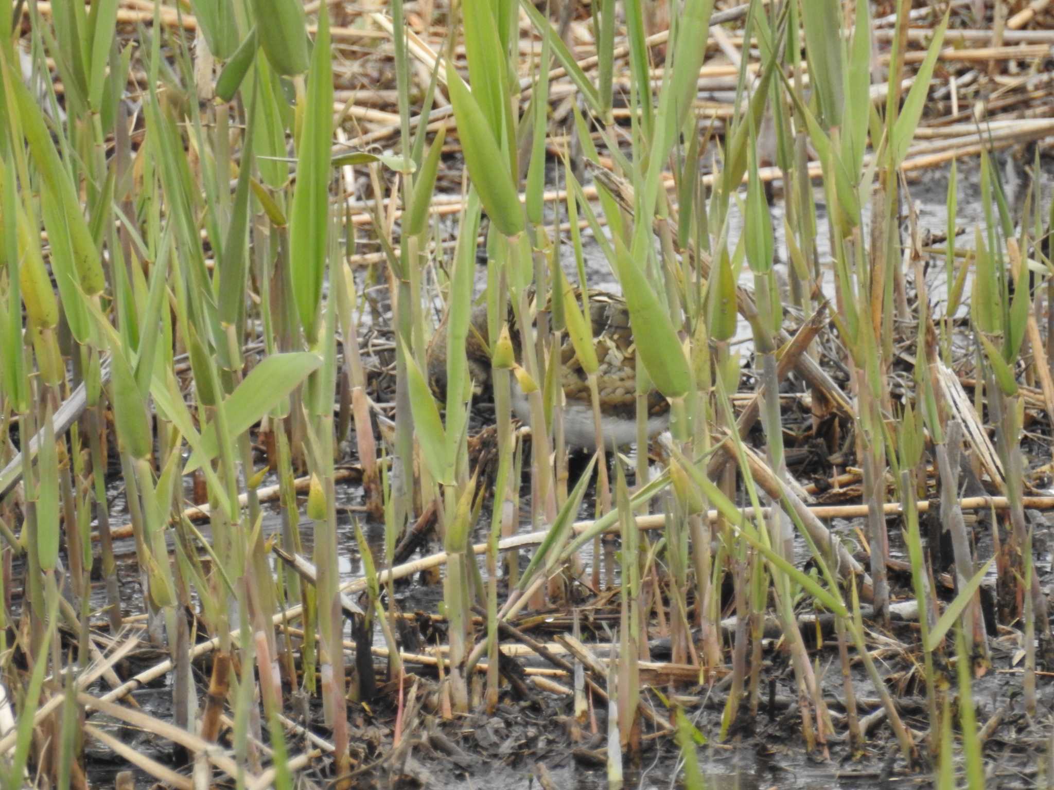 Greater Painted-snipe