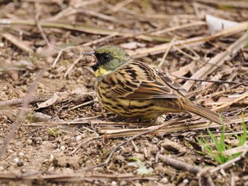 Masked Bunting 秋葉の森総合公園 Sun, 3/24/2024