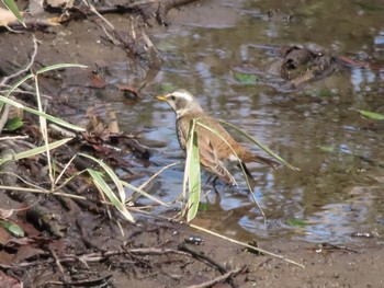 Dusky Thrush ラブリバー親水公園うぬき Sun, 3/24/2024