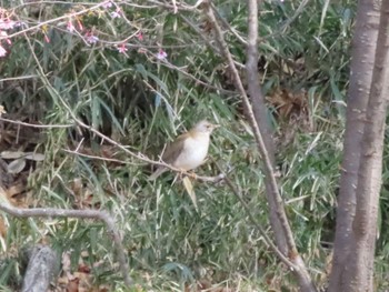 Pale Thrush ラブリバー親水公園うぬき Sun, 3/24/2024