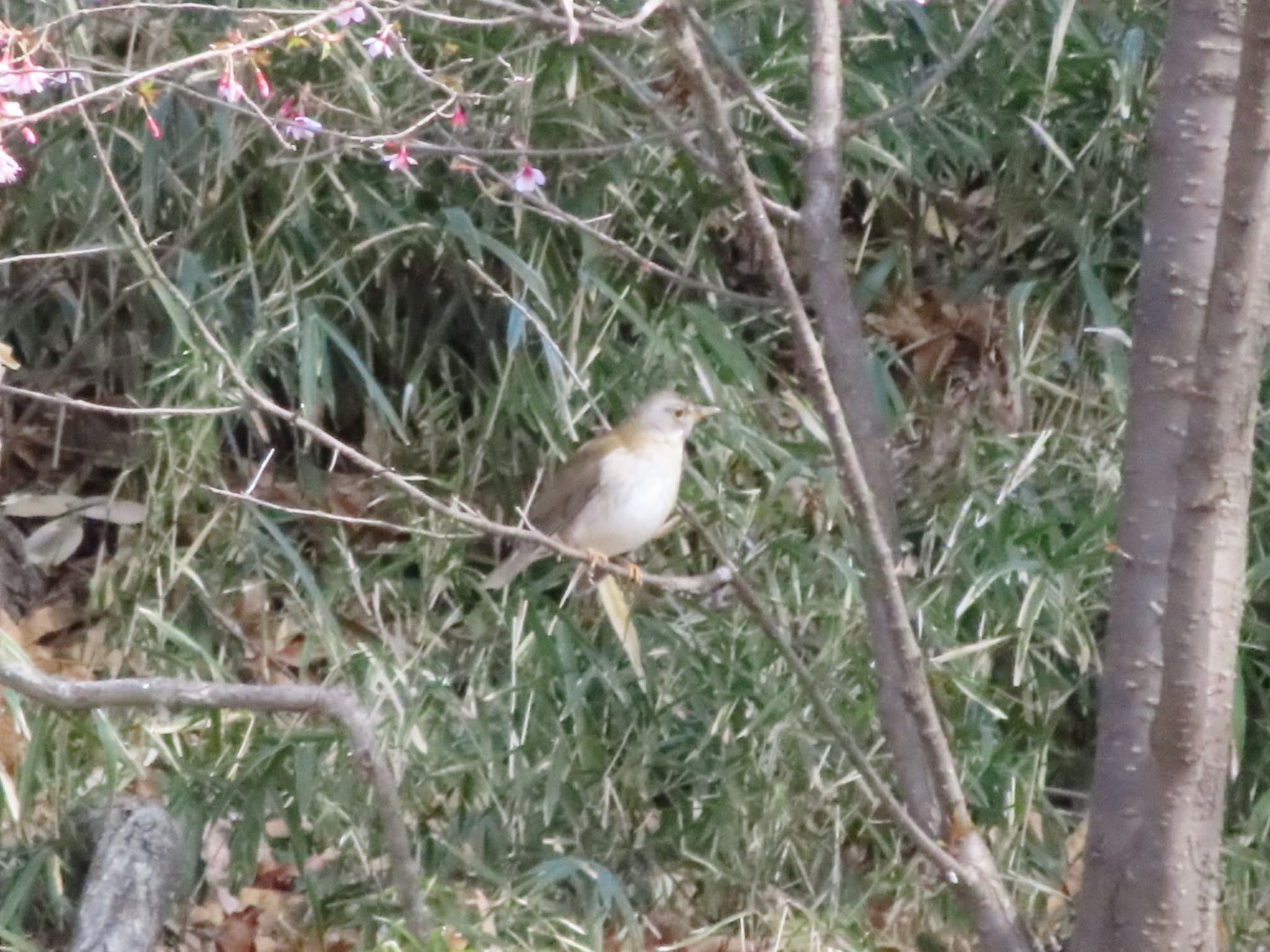 Pale Thrush