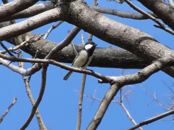 Japanese Tit ラブリバー親水公園うぬき Sun, 3/24/2024