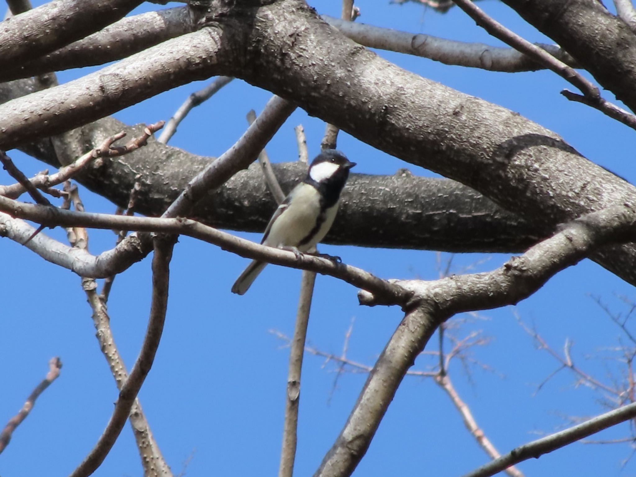 Photo of Japanese Tit at ラブリバー親水公園うぬき by アカウント12456