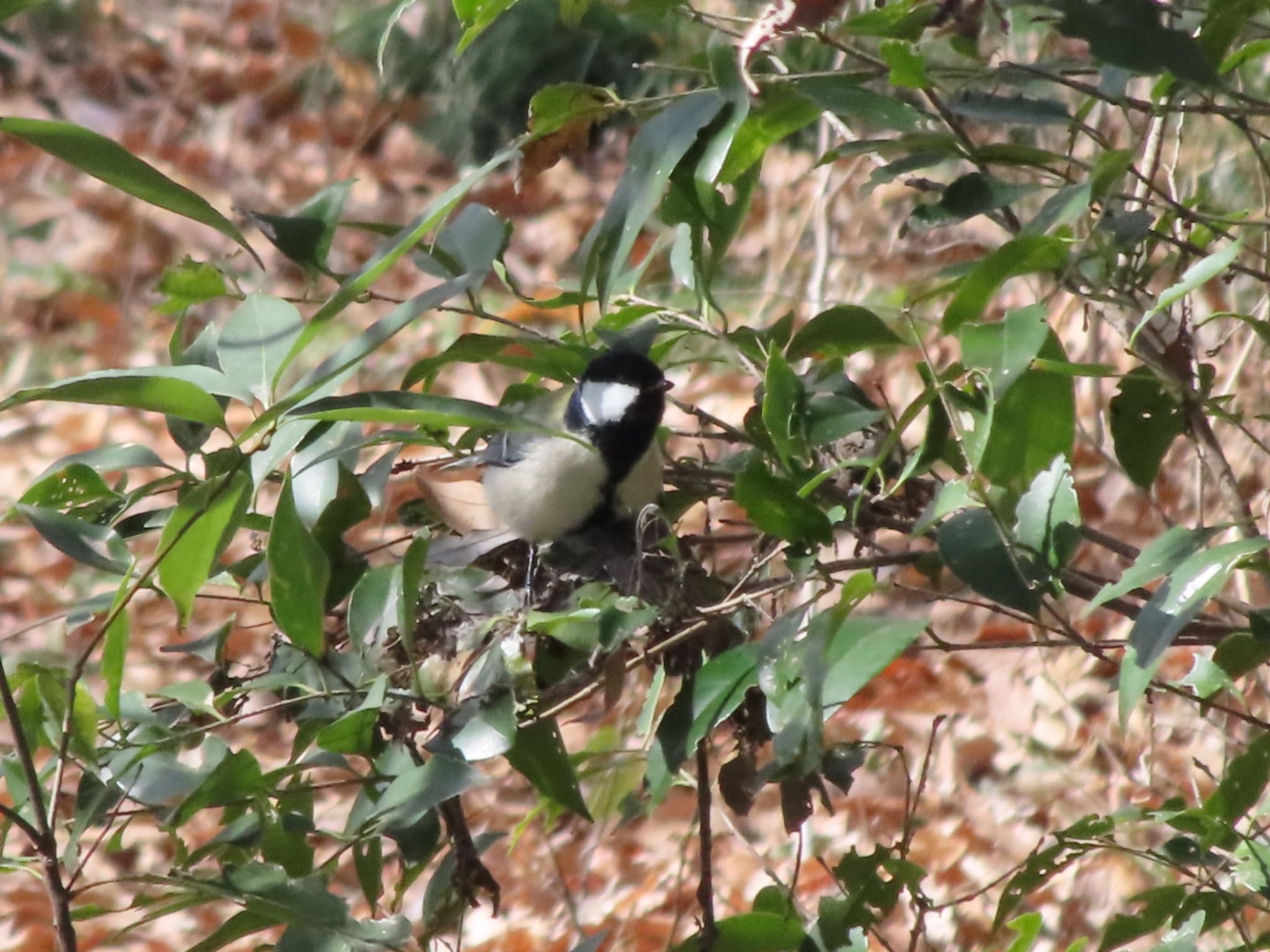 Japanese Tit