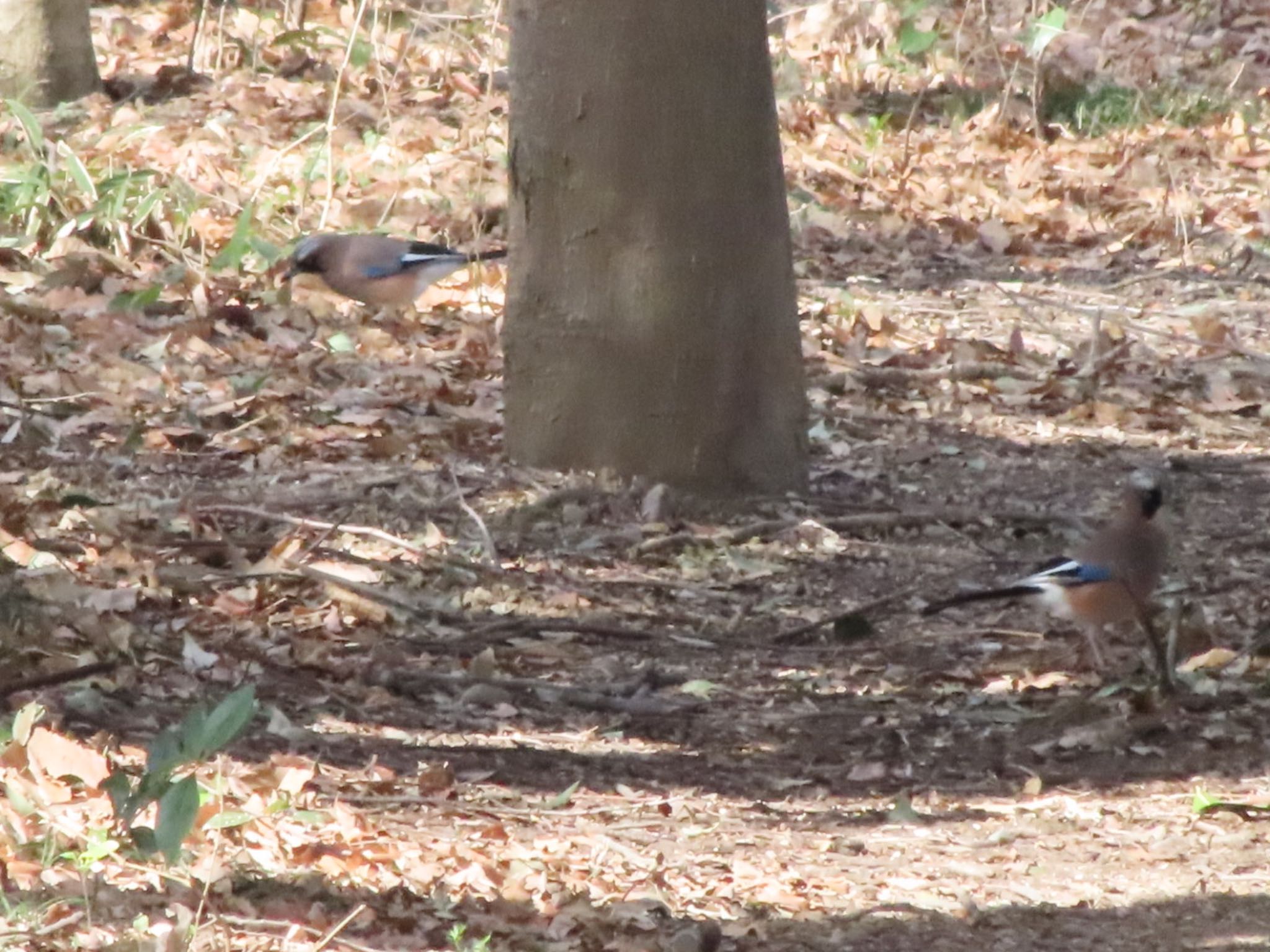 Eurasian Jay