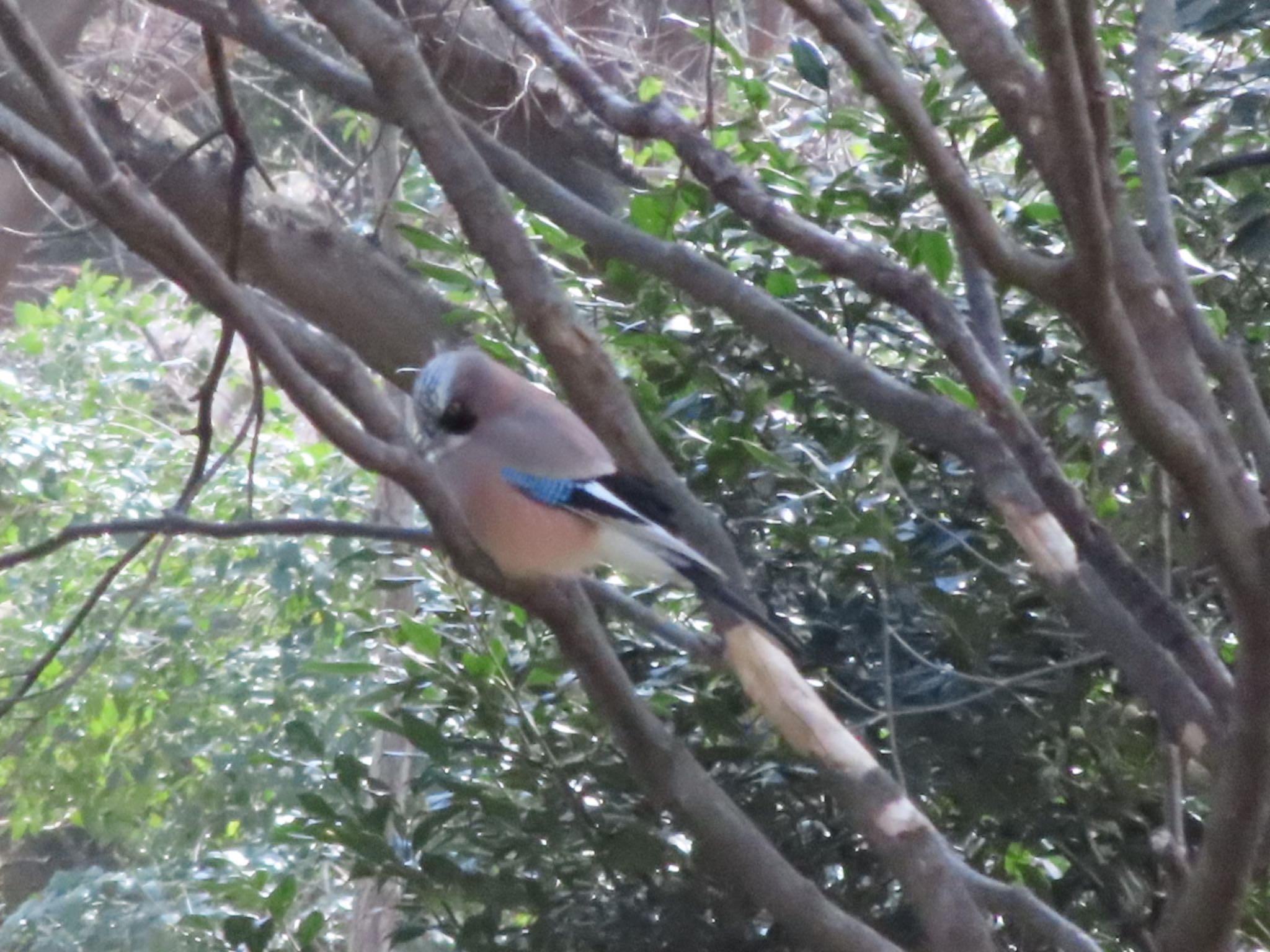 Eurasian Jay