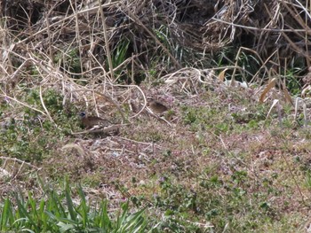 Meadow Bunting ラブリバー親水公園うぬき Sun, 3/24/2024