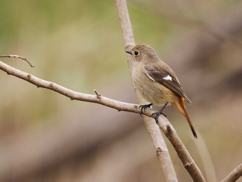 Daurian Redstart 秋葉の森総合公園 Sun, 3/24/2024