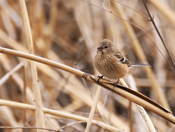 Siberian Long-tailed Rosefinch 秋葉の森総合公園 Sun, 3/24/2024