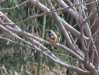 Sun, 3/24/2024 Birding report at ラブリバー親水公園うぬき