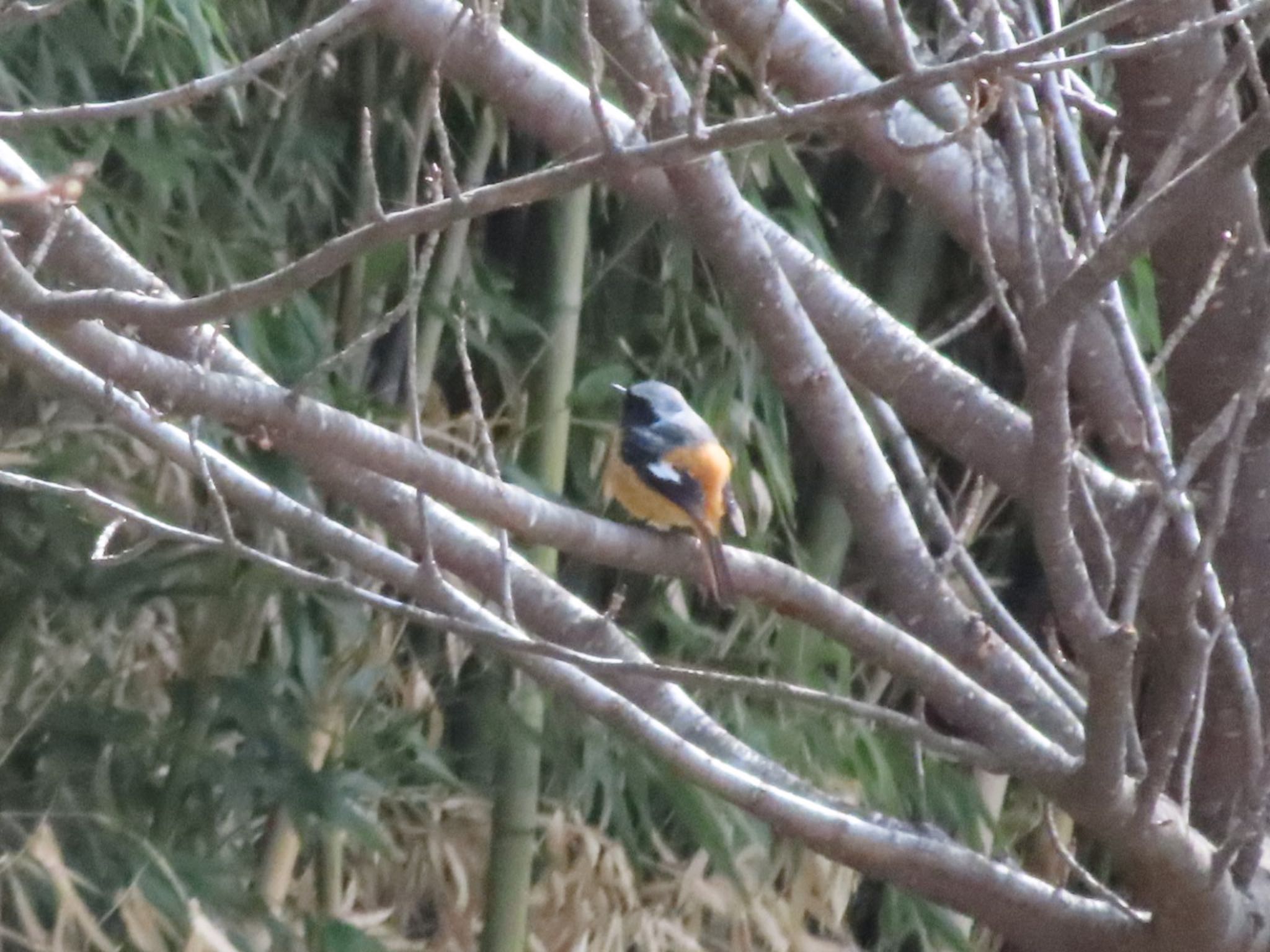 Daurian Redstart