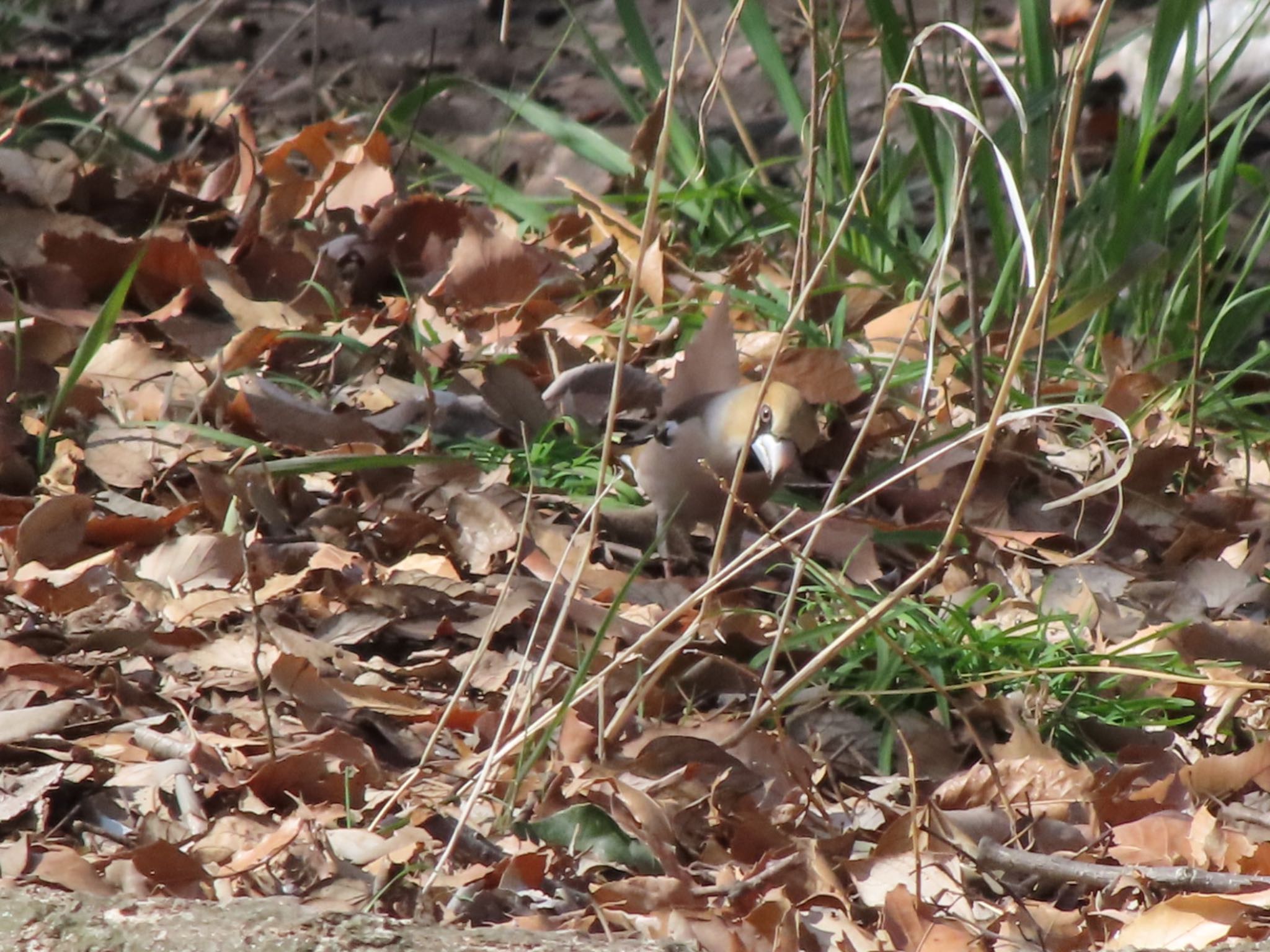 Hawfinch