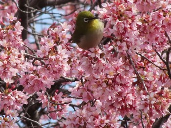 Warbling White-eye ラブリバー親水公園うぬき Sun, 3/24/2024