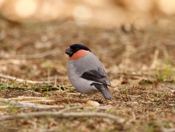 Eurasian Bullfinch 高崎自然の森 Thu, 3/21/2024