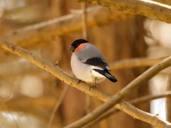 Eurasian Bullfinch 高崎自然の森 Thu, 3/21/2024