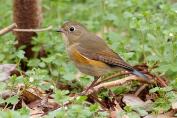 Red-flanked Bluetail Mizumoto Park Sun, 3/24/2024