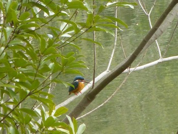 カワセミ じゅん菜池緑地(蓴菜池緑地) 2024年3月24日(日)