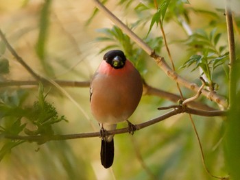 Eurasian Bullfinch(rosacea) 高崎自然の森 Thu, 3/21/2024