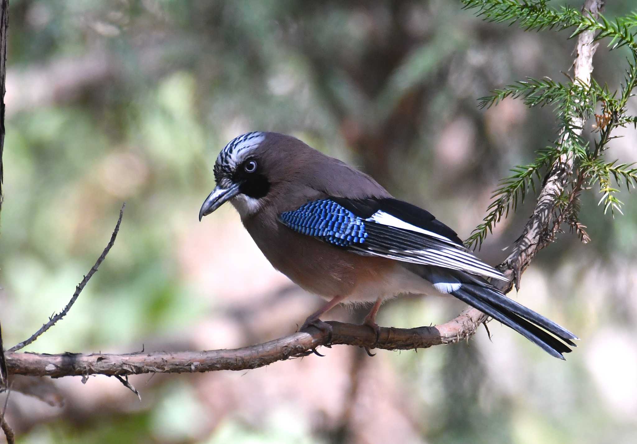 Photo of Eurasian Jay at 茨城県 by こつめ