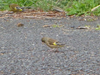 2024年3月24日(日) 水元公園の野鳥観察記録