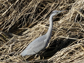 2018年12月15日(土) 恩田川(高瀬橋付近)の野鳥観察記録