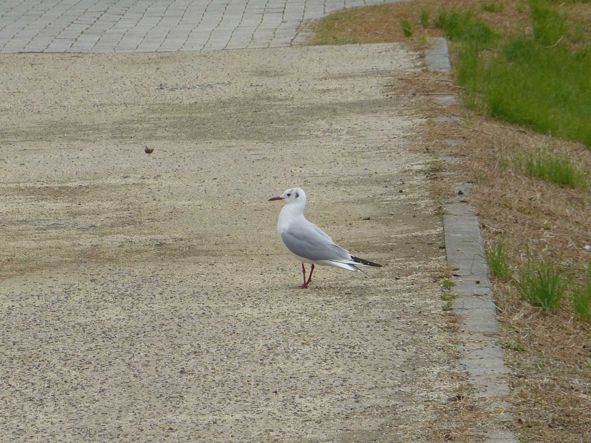 ユリカモメ