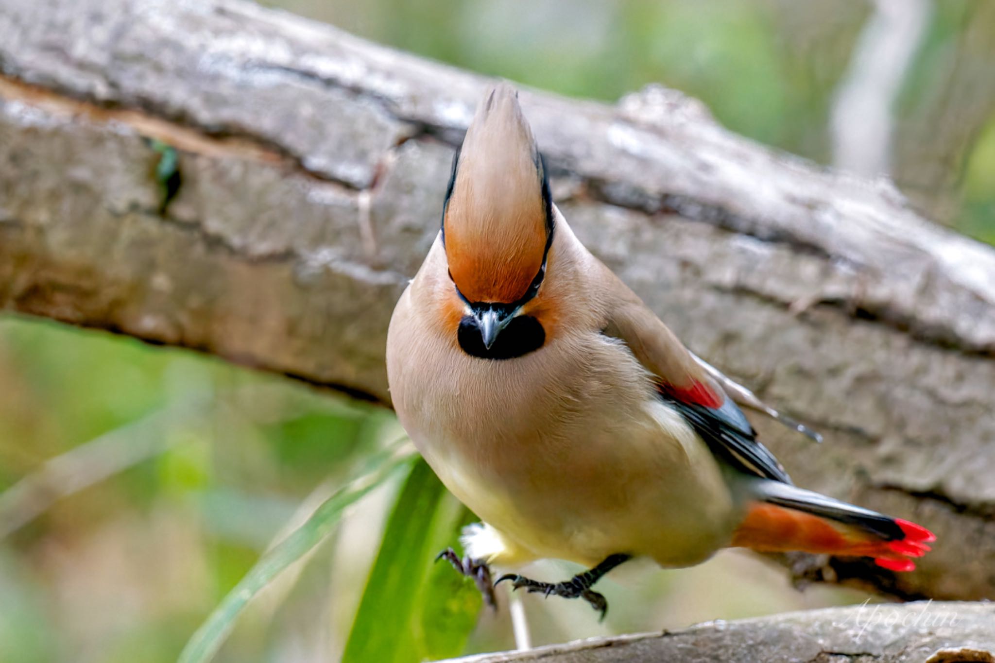 Japanese Waxwing