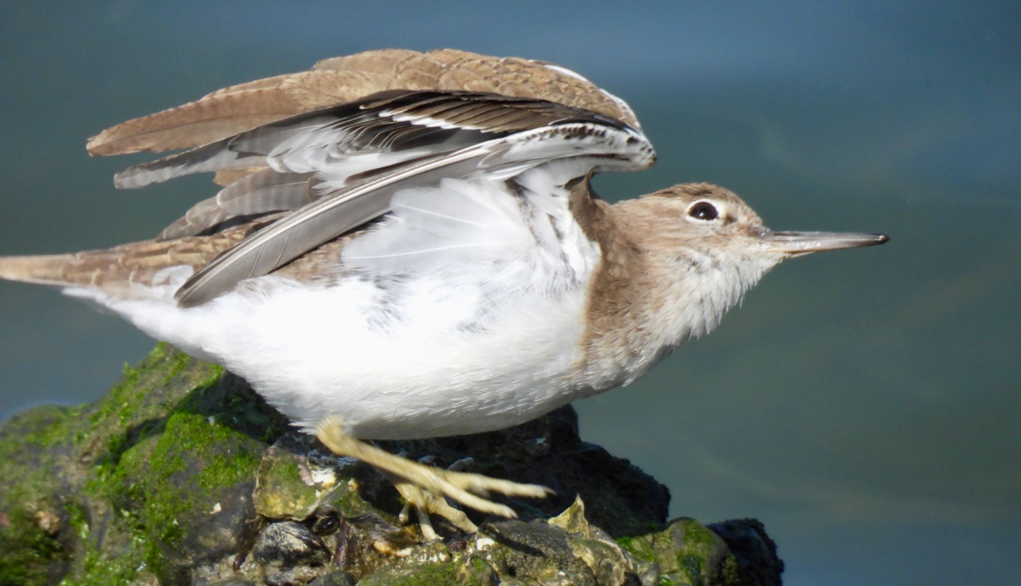 Common Sandpiper