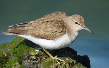 Common Sandpiper Fujimae Tidal Flat Fri, 3/8/2024