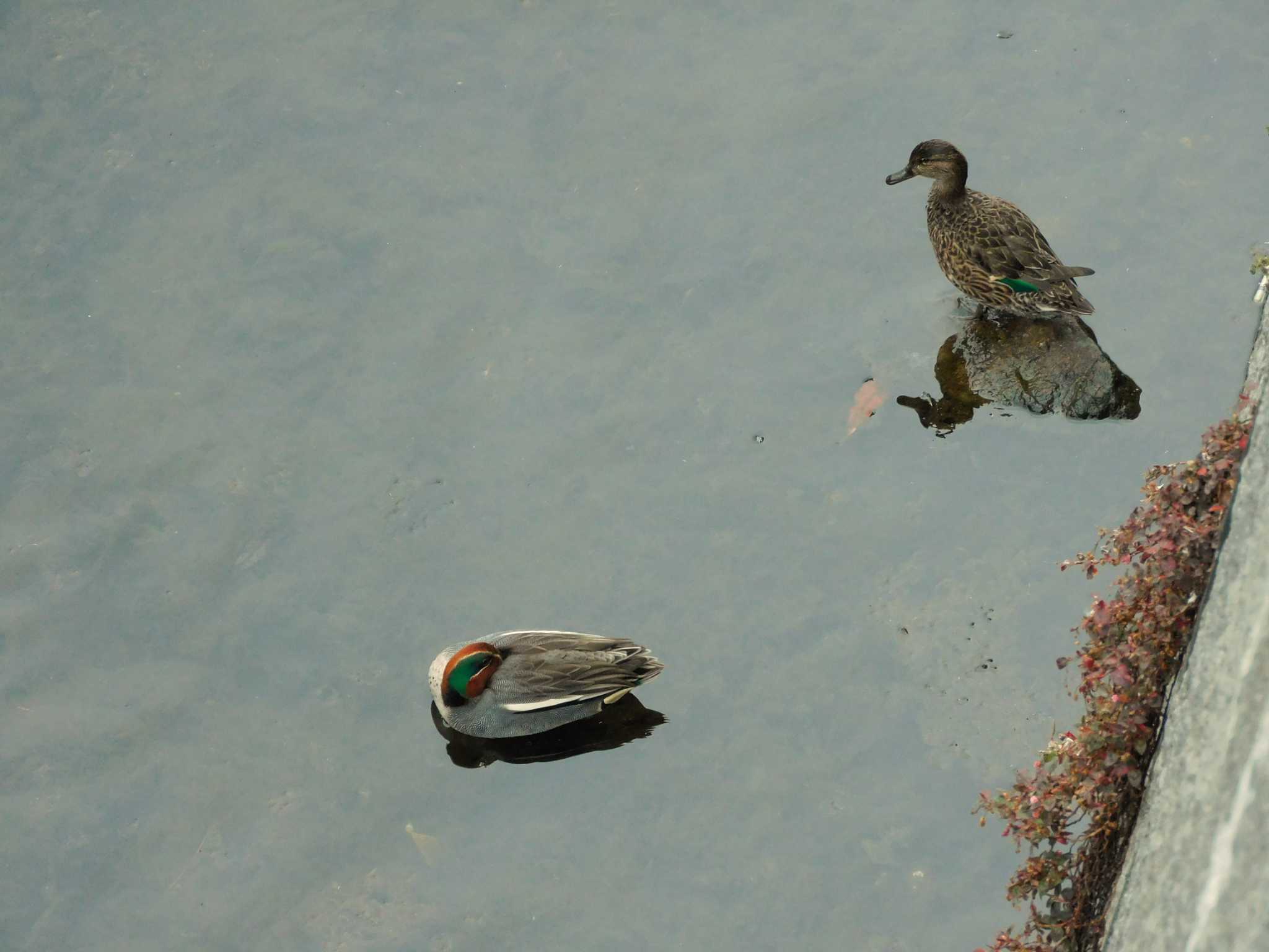 Eurasian Teal