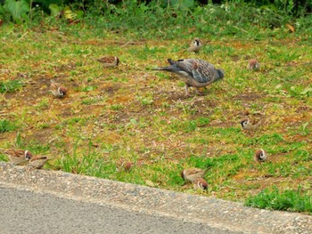 2024年3月24日(日) 平和の森公園、妙正寺川の野鳥観察記録