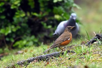 Brown-headed Thrush 荒子川公園 Sun, 3/24/2024