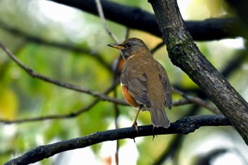 Brown-headed Thrush 荒子川公園 Sun, 3/24/2024