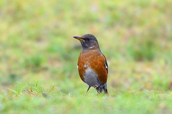 Brown-headed Thrush 荒子川公園 Sun, 3/24/2024