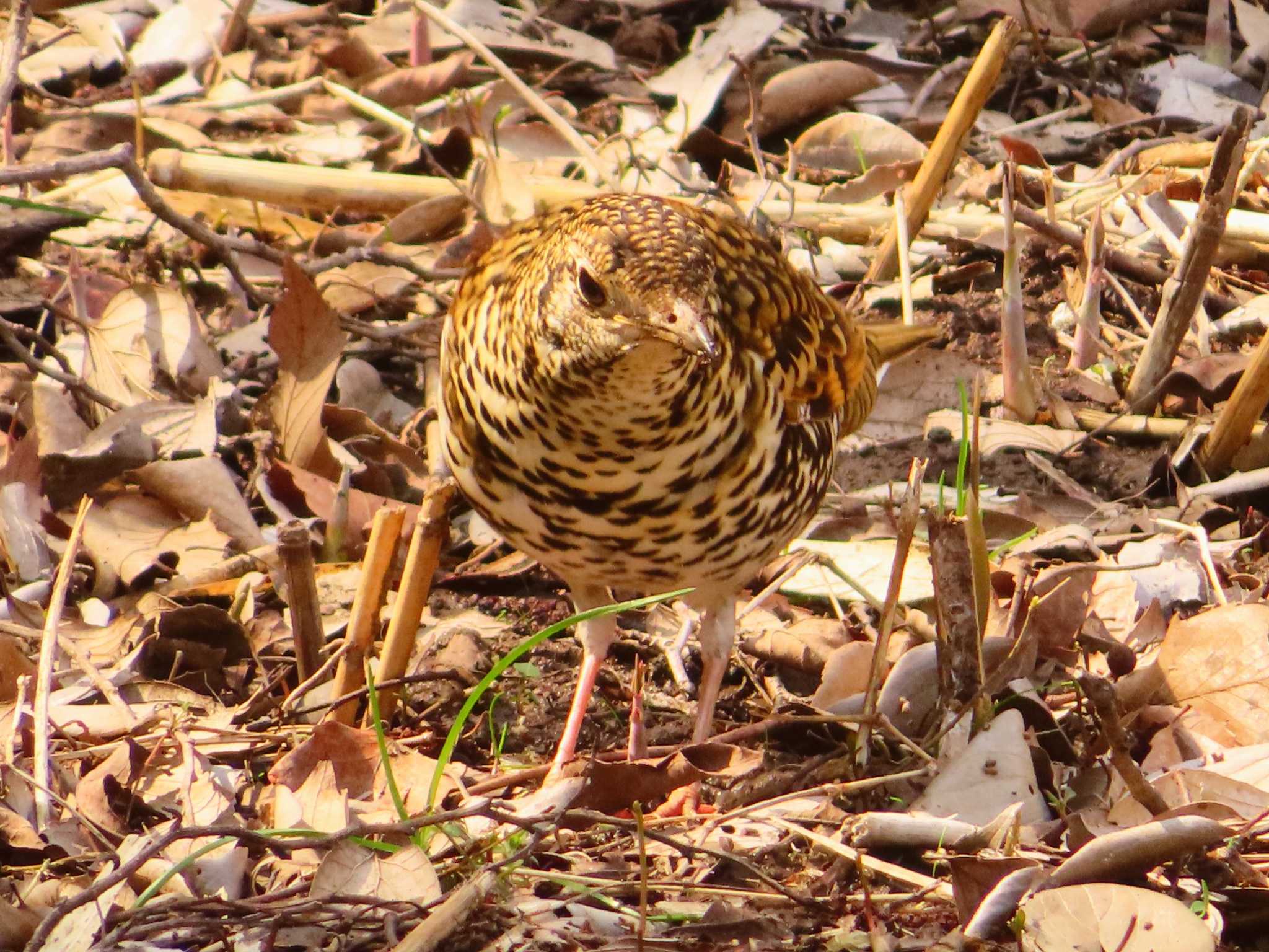 White's Thrush