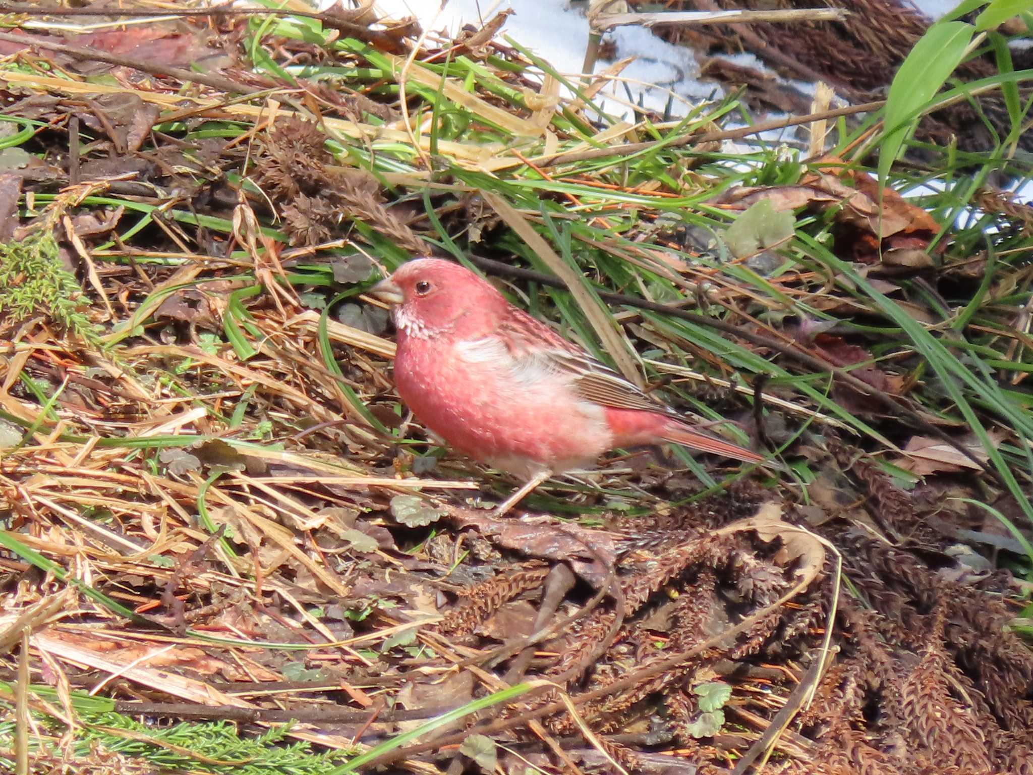 Pallas's Rosefinch